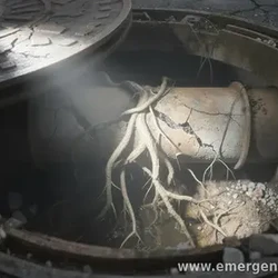 Tree Roots in Sewer Lines: Warning Signs and What to Do